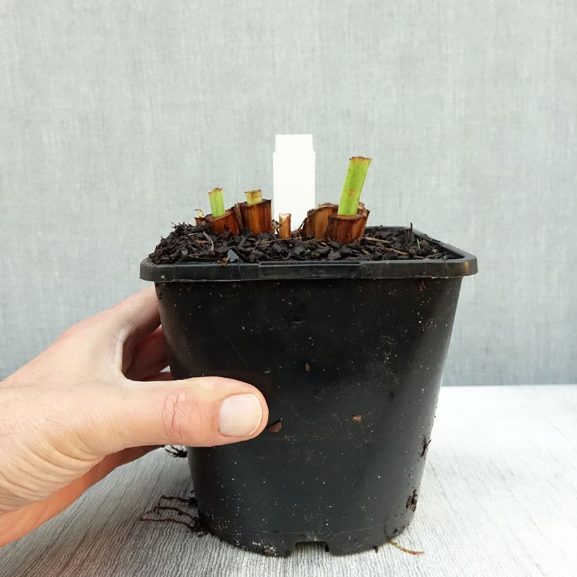 Exemplaar van Iris ensata Dinner Plate Tub Tim Grob - Japanse iris Pot van 2 l/3 l zoals geleverd in de herfst