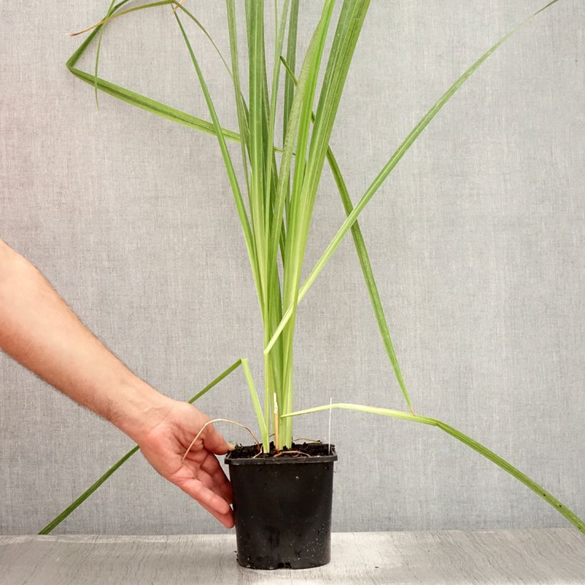 Exemplaar van Iris ensata Dinner Plate Tub Tim Grob - Japanse iris Pot van 2 l/3 l zoals geleverd in de zomer
