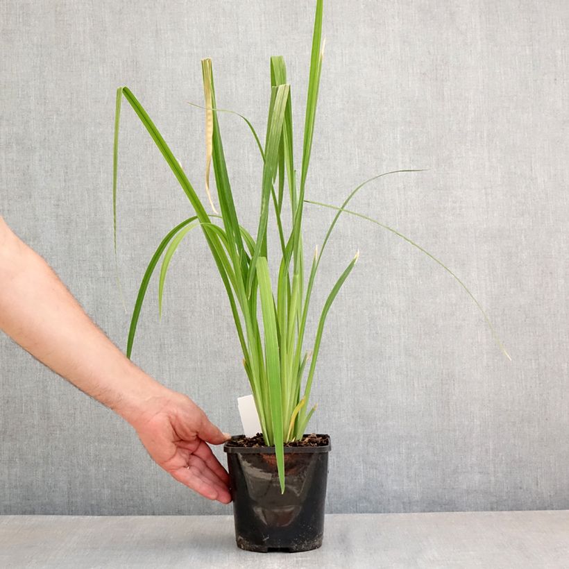 Exemplaar van Iris ensata Dinner Plate Tub Tim Grob - Japanse iris Pot van 2 l/3 l zoals geleverd in de lente