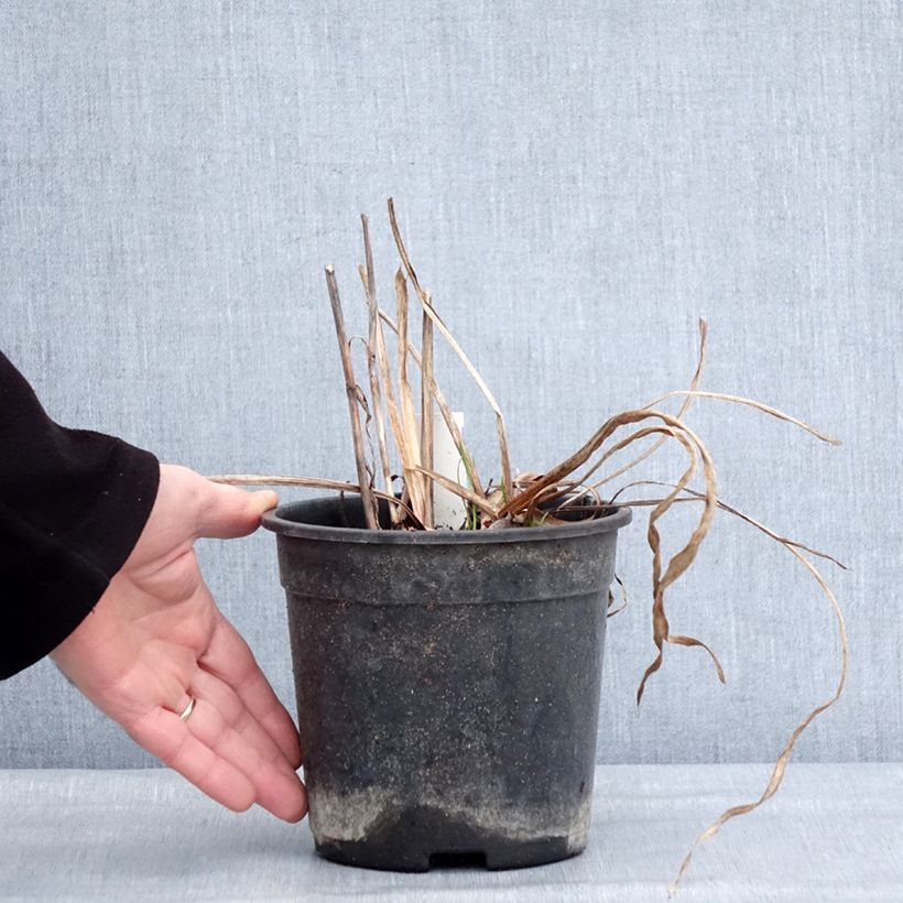 Example of Iris du Japon - Iris ensata Harlequinesque Pot van 2 l/3 l as you get in hiver