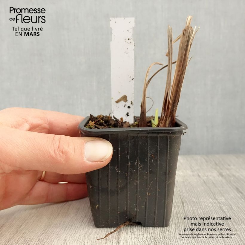 Exemplaar van Iris ensata Lady in Waiting - Japanse iris Kweekpotje van 8/9 cm zoals geleverd in de lente