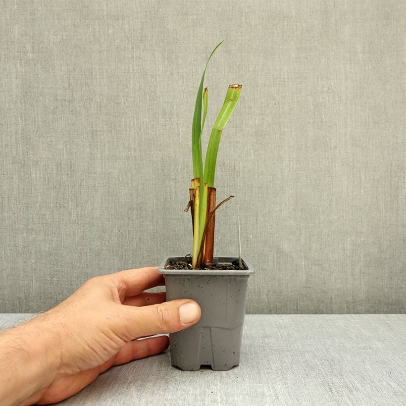 Exemplaar van Iris ensata Sensation - Japanse iris Kweekpotje van 8/9 cm zoals geleverd in de herfst