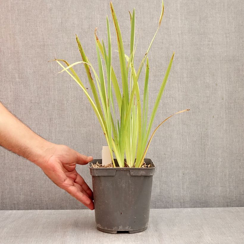 Exemplaar van Iris ensata Variegata - Japanse iris Pot van 2 l/3 l zoals geleverd in de herfst