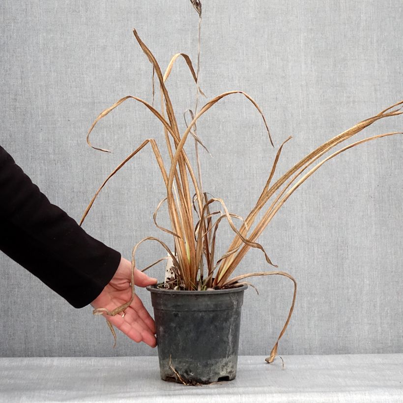 Example of Iris du Japon - Iris ensata Variegata Pot van 2 l/3 l as you get in hiver