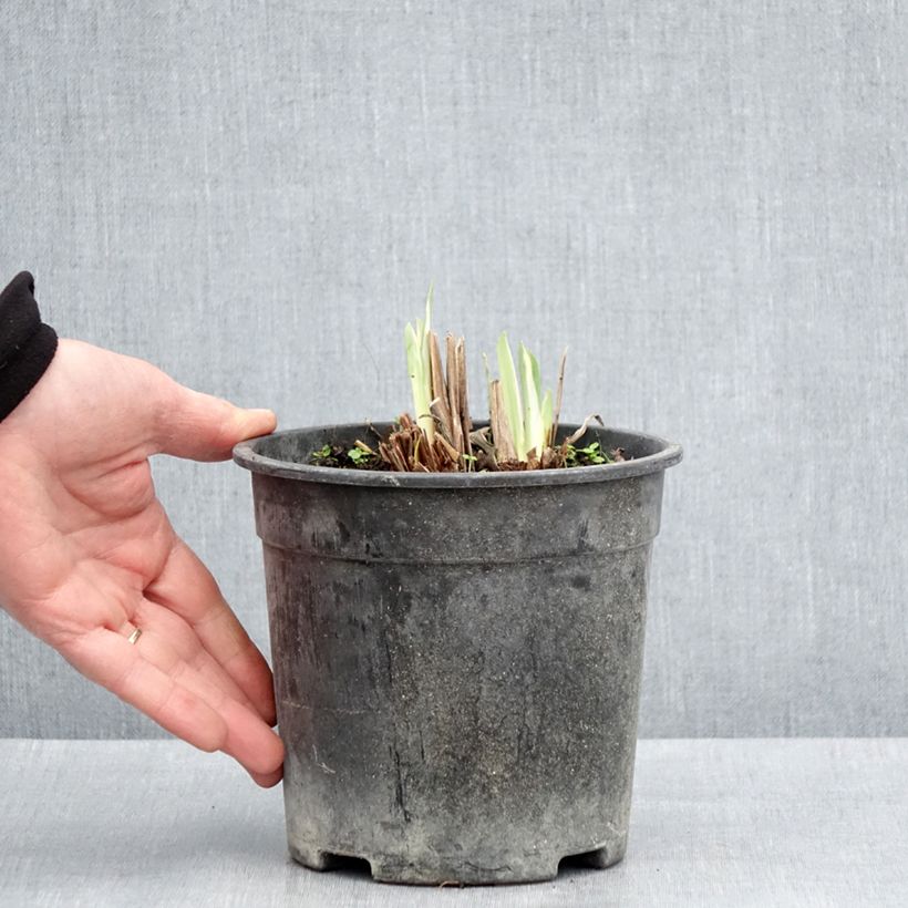 Exemplaar van Iris ensata Variegata - Japanse iris Pot van 2 l/3 l zoals geleverd in de lente