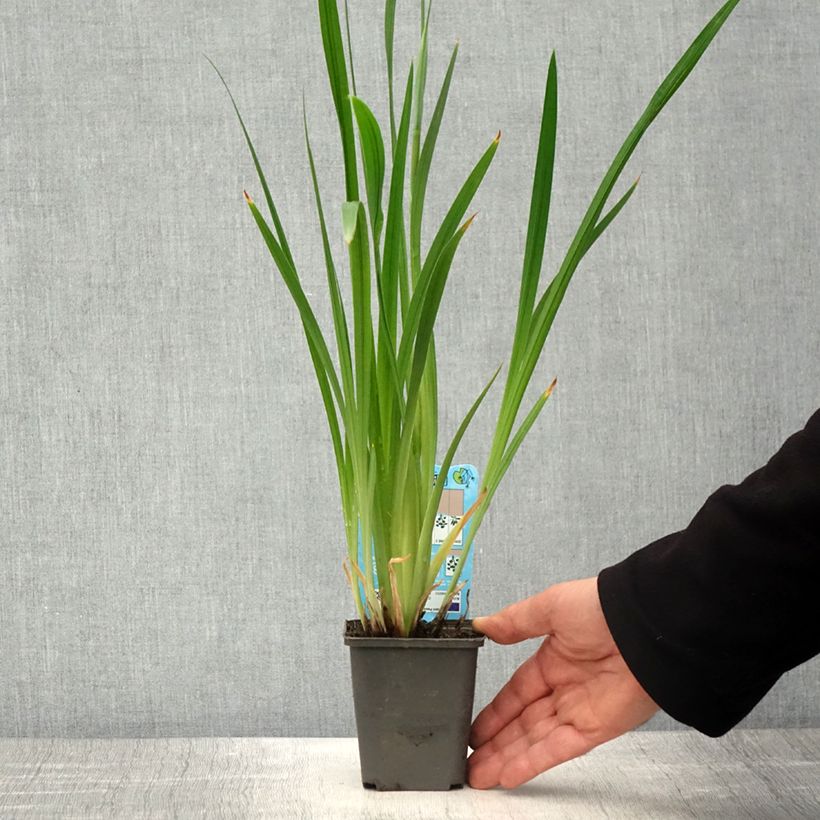 Example of Iris du Japon - Iris ensata White Ladies Kweekpotje van 8/9 cm as you get in printemps