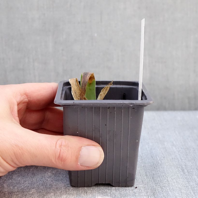 Example of Iris germanica Accent Variegata - Iris des Jardins Kweekpotje van 8/9 cm as you get in hiver