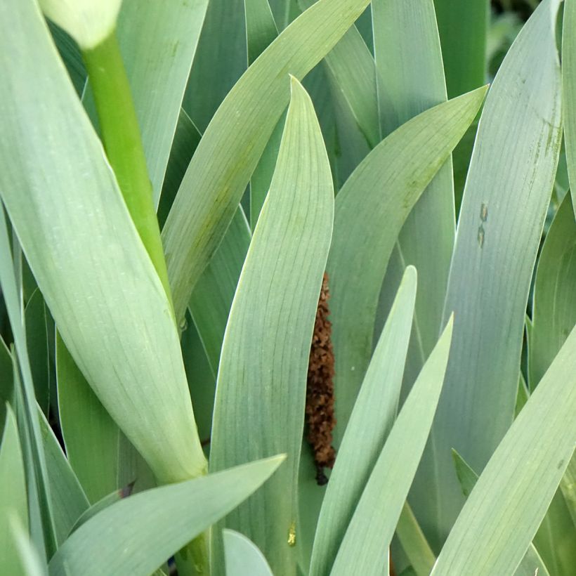 Iris germanica Accent Variegata - Baardiris (Blad)