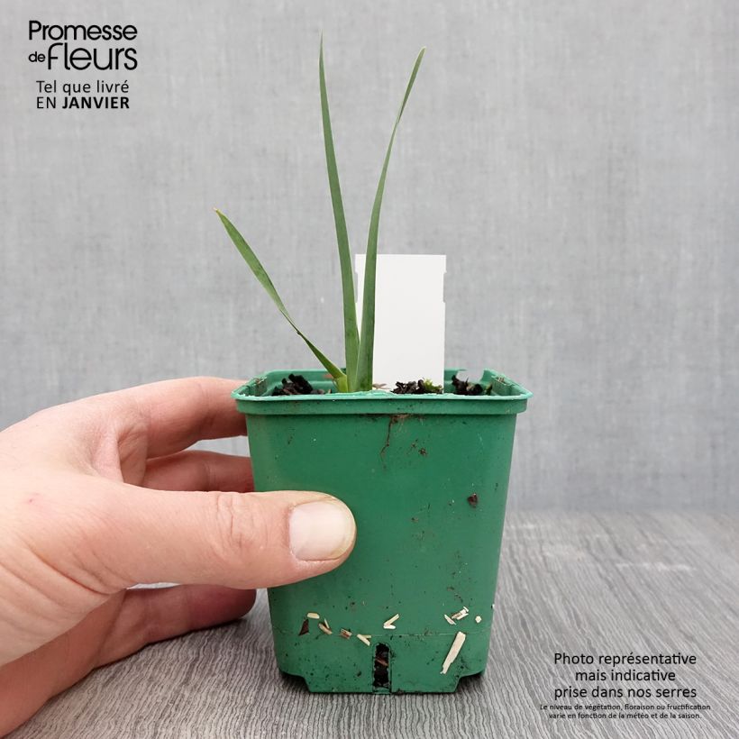 Example of Iris germanica Agrippa - Baardiris Kweekpotje van 8/9 cm as you get in hiver