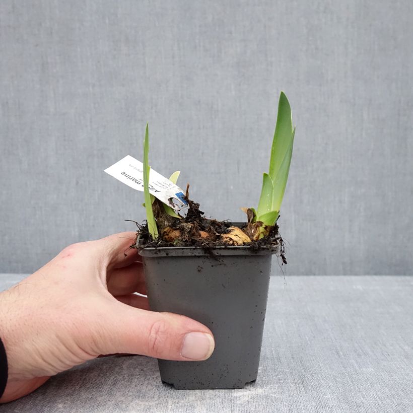 Exemplaar van Iris germanica Aigue Marine - Baardiris Kweekpotje van 8/9 cm zoals geleverd in de winter
