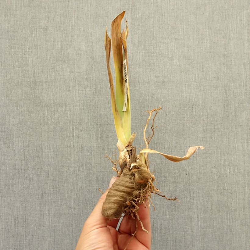 Exemplaar van Iris germanica Ambertine - Baardiris Wortelstok zoals geleverd in de winter