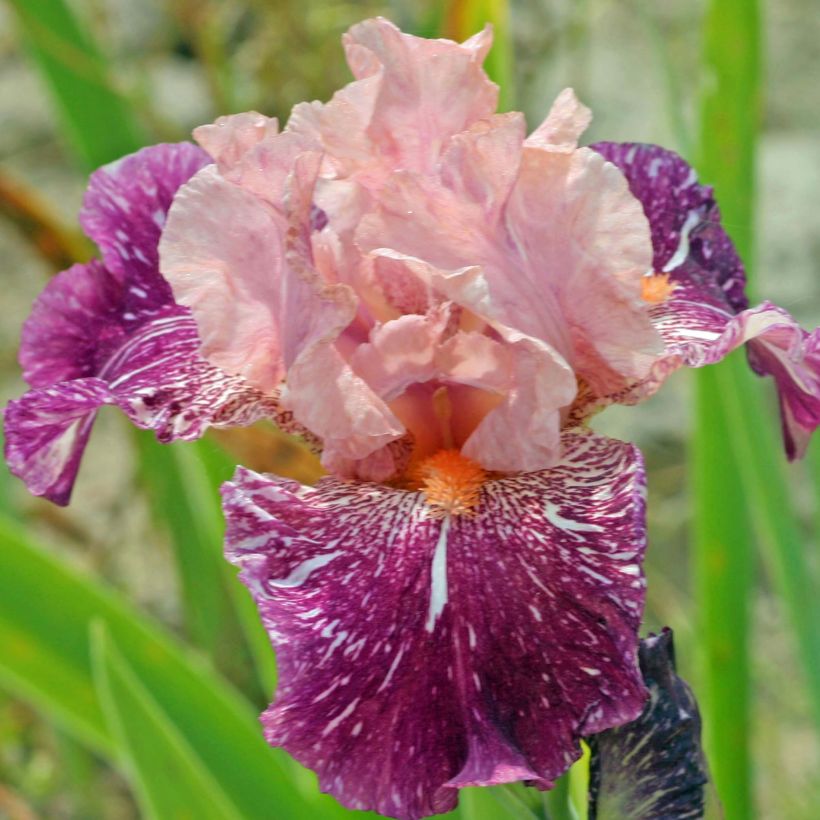 Iris germanica Anaconda Love - Baardiris (Bloei)