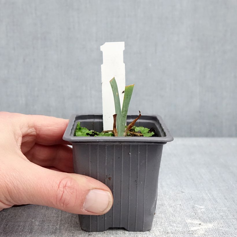 Example of Iris germanica Antique Ivory - Iris des Jardins  Kweekpotje van 8/9 cm as you get in hiver