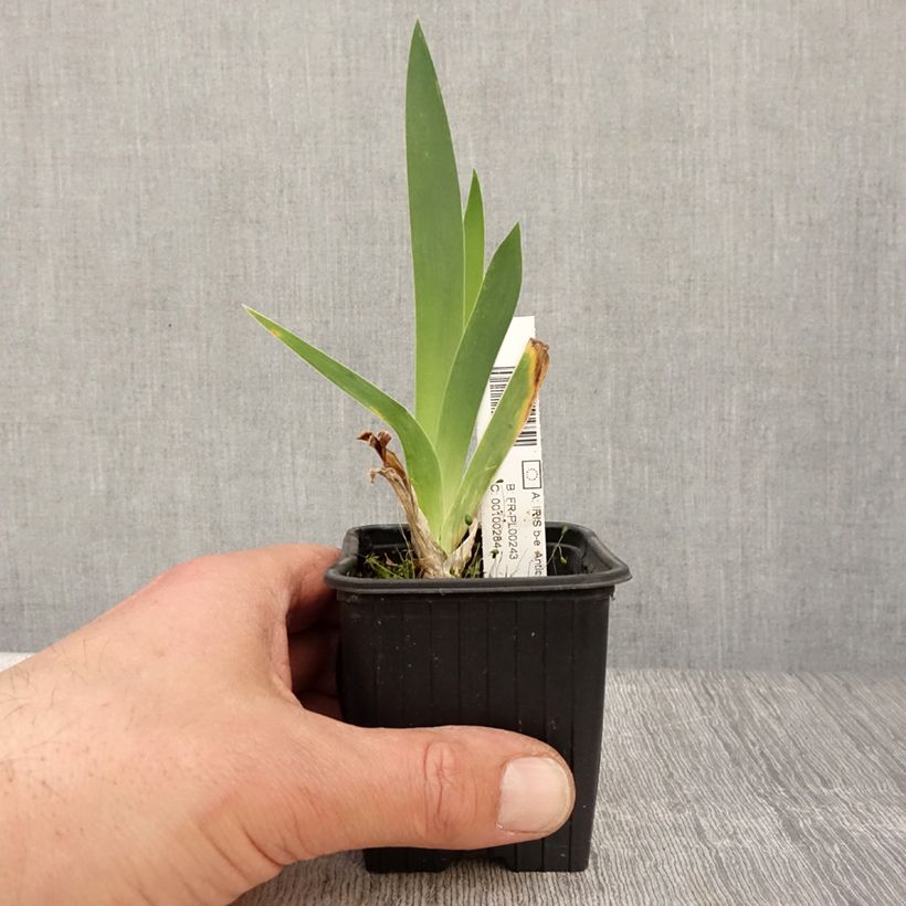 Exemplaar van Iris germanica Antique Ivory - Baardiris Kweekpotje van 8/9 cm zoals geleverd in de lente