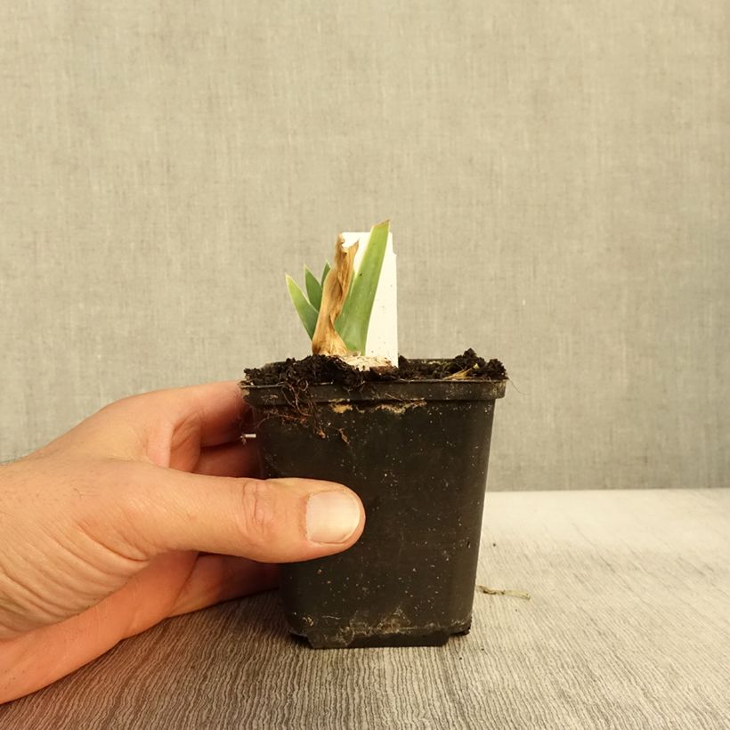 Exemplaar van Iris germanica Arctic Age Kweekpotje van 8/9 cm zoals geleverd in de herfst