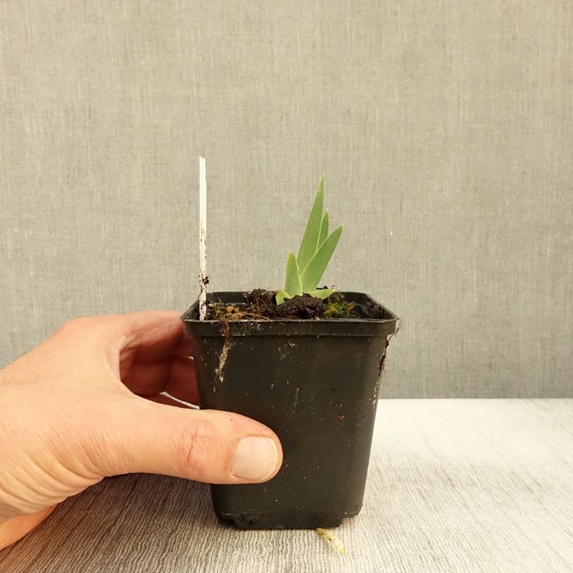 Exemplaar van Iris germanica Art Déco - Iris des Jardins Godet de 8/9 cm zoals geleverd in de herfst