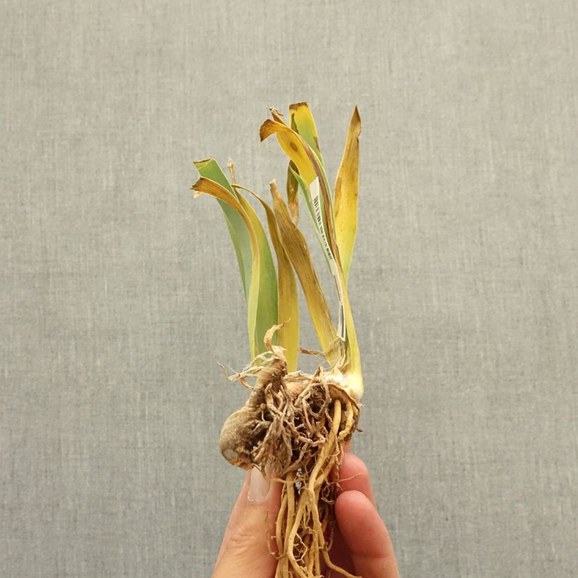 Exemplaar van Iris germanica Art Du Camouflage - Baardiris Wortelstok zoals geleverd in de winter