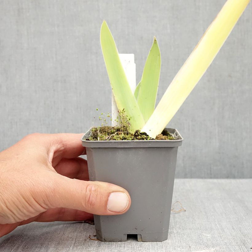 Exemplaar van Iris germanica Au Sommet - Baardiris Kweekpotje van 8/9 cm zoals geleverd in de herfst