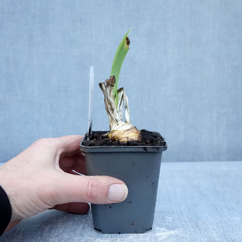 Exemplaar van Iris germanica Autumn Encore - Baardiris Kweekpotje van 8/9 cm zoals geleverd in de winter