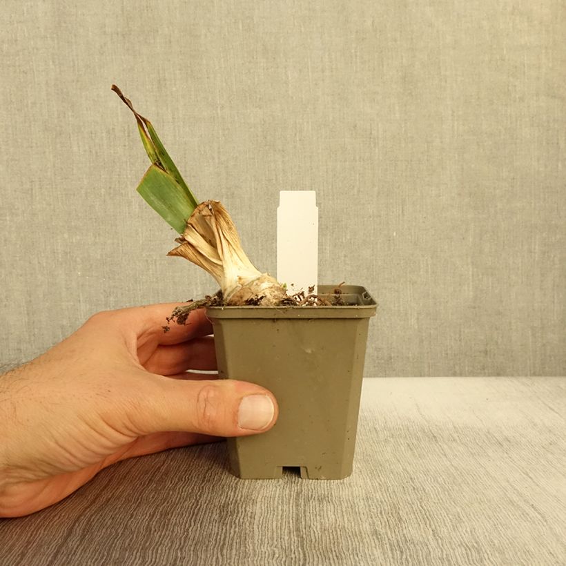 Exemplaar van Iris germanica Babbling Brook - Iris des Jardins Godet de 8/9 cm, Calibre 4/6 zoals geleverd in de herfst