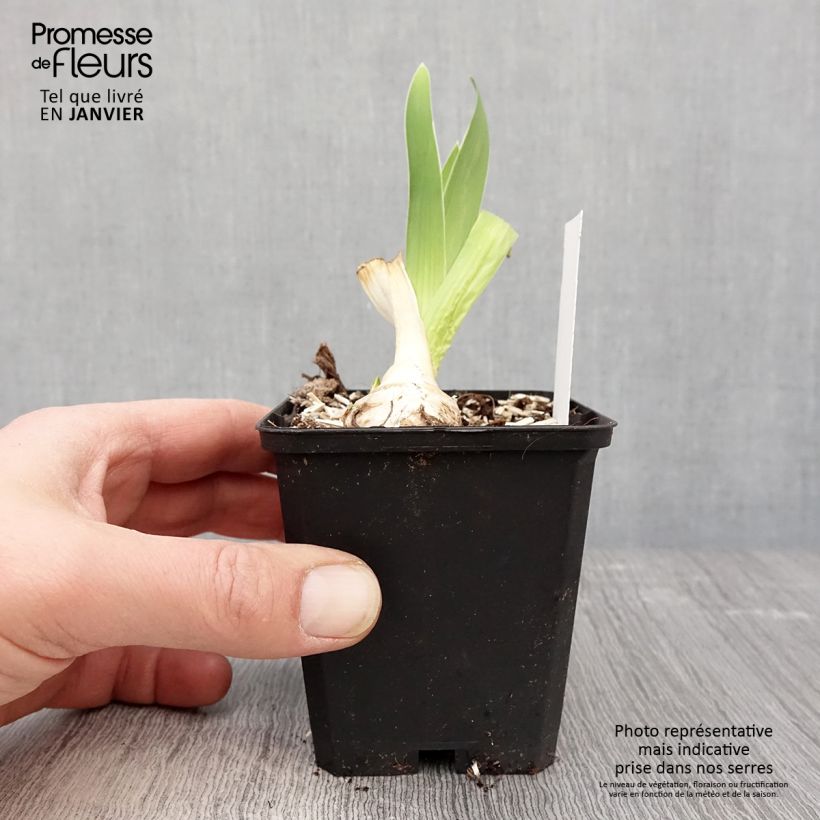 Example of Iris germanica Babbling Brook - Iris des Jardins Kweekpotje van 8/9 cm as you get in hiver