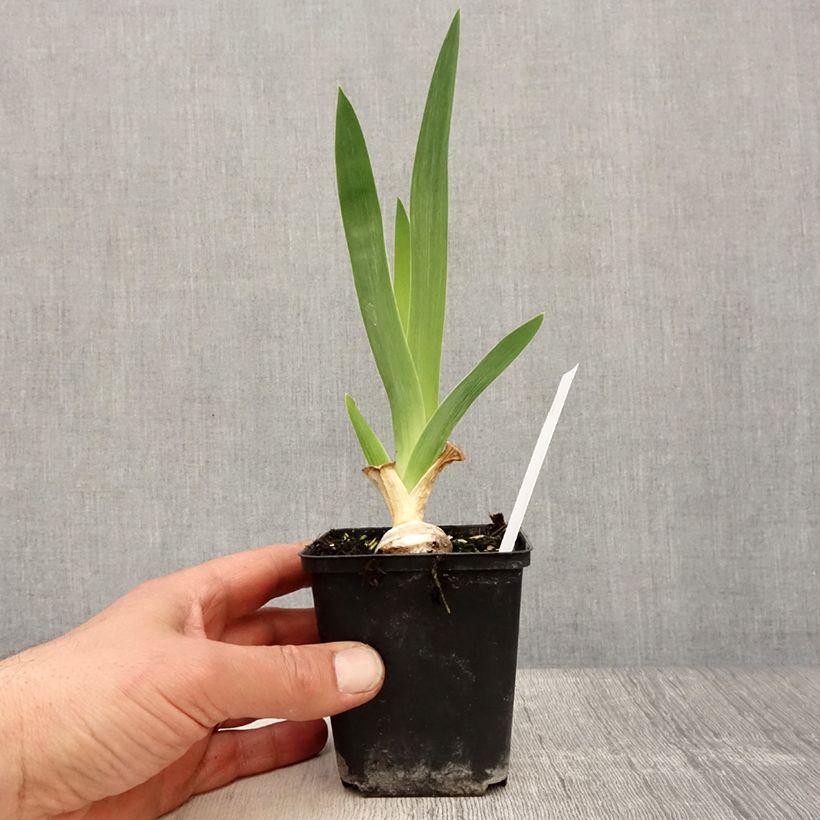 Exemplaar van Iris germanica Babbling Brook - Baardiris Kweekpotje van 8/9 cm zoals geleverd in de lente
