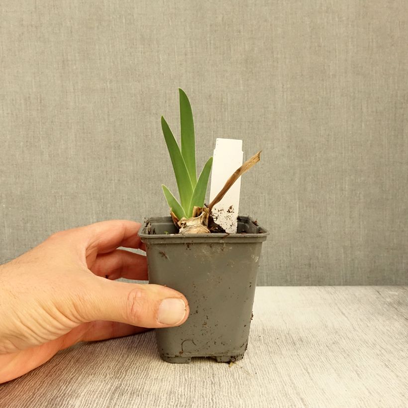 Exemplaar van Iris germanica Baie des Anges - Baardiris Kweekpotje van 8/9 cm zoals geleverd in de herfst