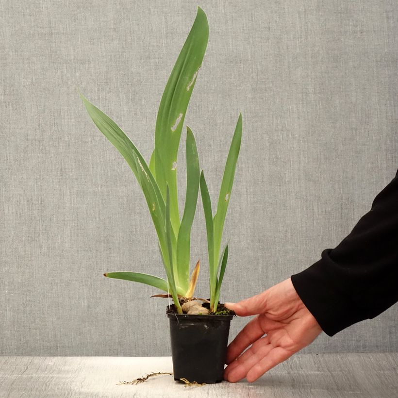 Exemplaar van Iris germanica Baie des Anges - Baardiris Kweekpotje van 8/9 cm zoals geleverd in de lente