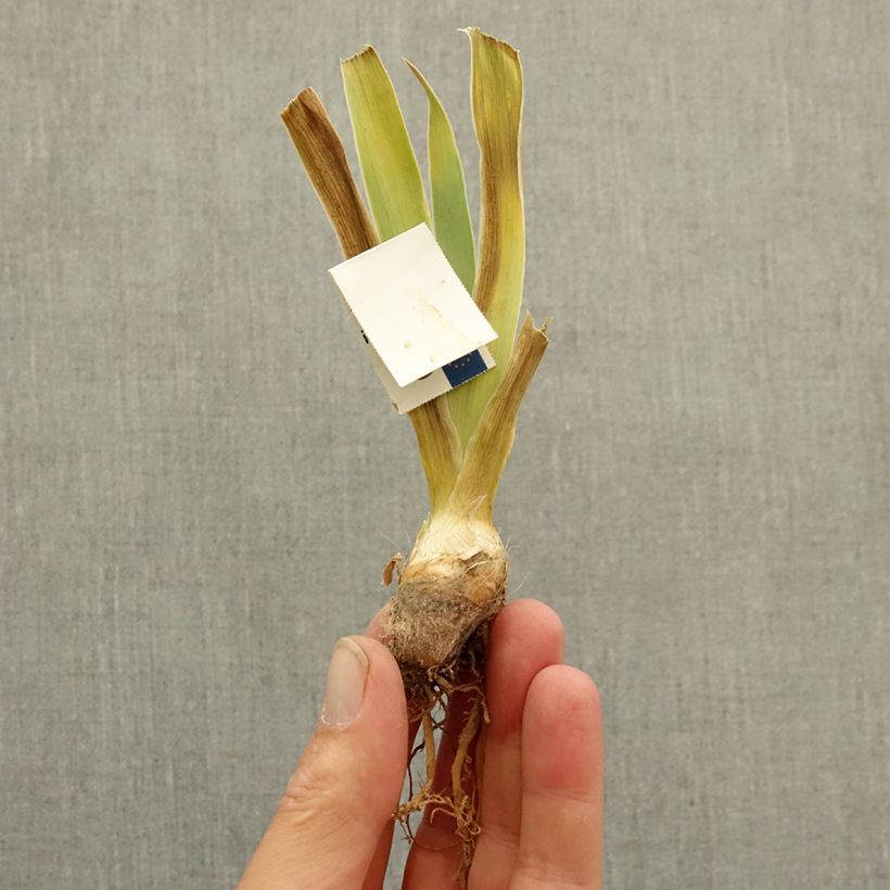 Exemplaar van Iris germanica Baie Rose - Baardiris Wortelstok zoals geleverd in de winter