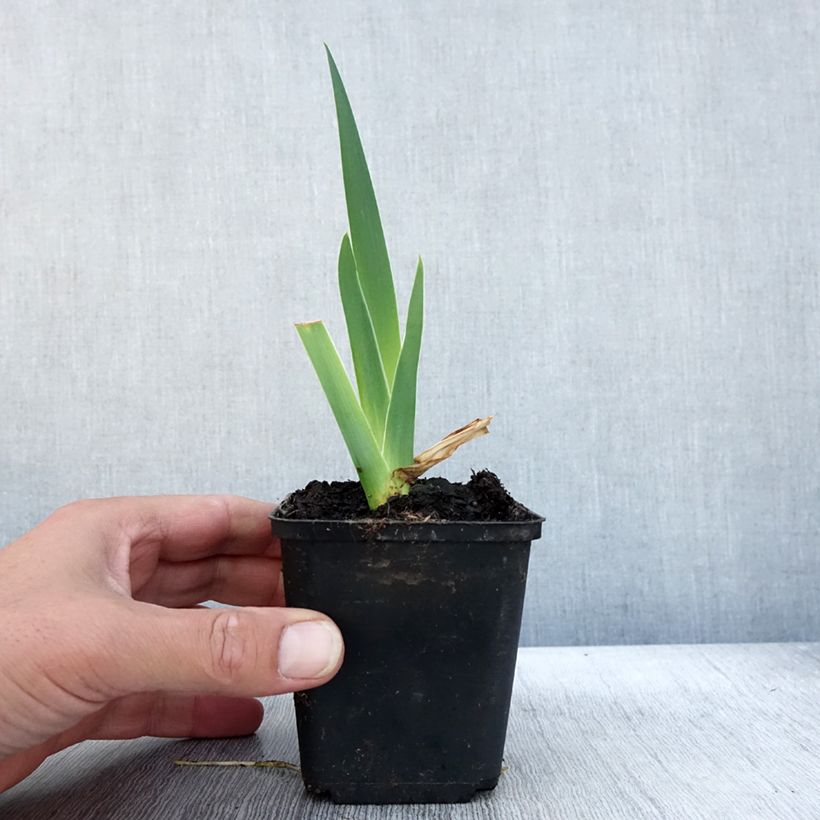 Exemplaar van Iris germanica Bébé Rose - Iris de bordure Godet de 8/9 cm zoals geleverd in de herfst