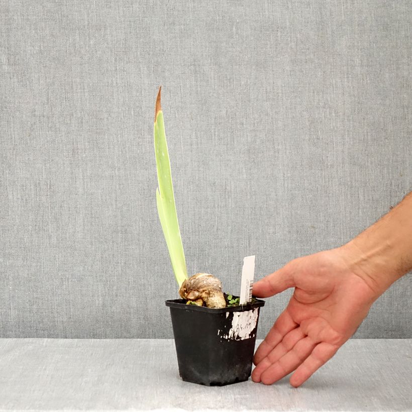 Exemplaar van Iris germanica Bébé Rose - Baardiris roze Kweekpotje van 8/9 cm zoals geleverd in de zomer