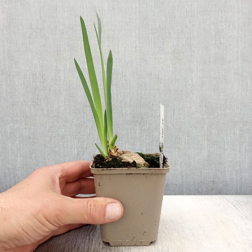 Exemplaar van Iris germanica Bébé Rose - Baardiris roze Kweekpotje van 8/9 cm zoals geleverd in de lente