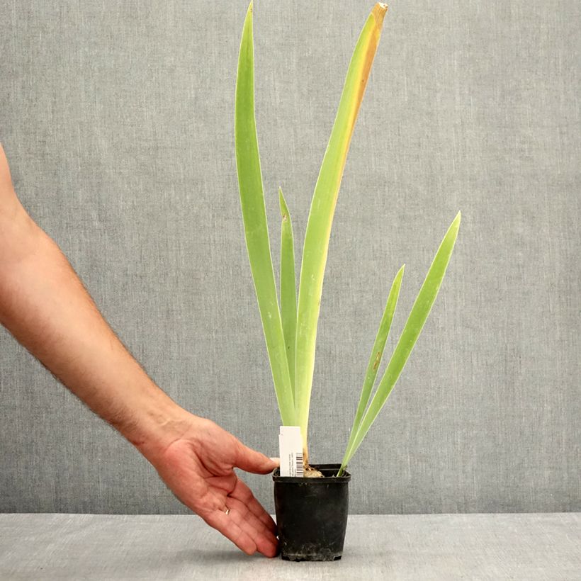 Exemplaar van Iris germanica Belle Surprise - Baardiris Kweekpotje van 8/9 cm zoals geleverd in de zomer