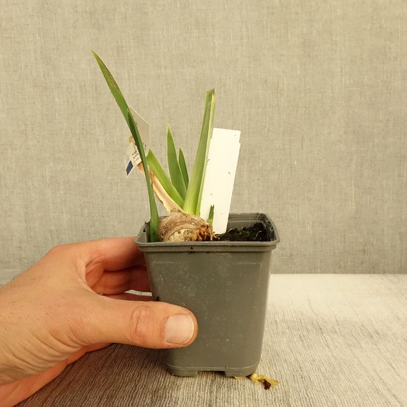Exemplaar van Iris germanica Belle Surprise - Grand Iris des Jardins Godet de 8/9 cm zoals geleverd in de herfst