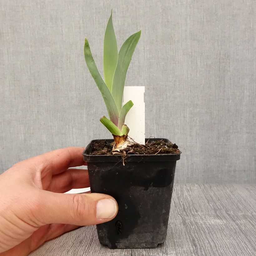 Exemplaar van Iris germanica Bishops Robe - Baardiris Kweekpotje van 8/9 cm zoals geleverd in de lente
