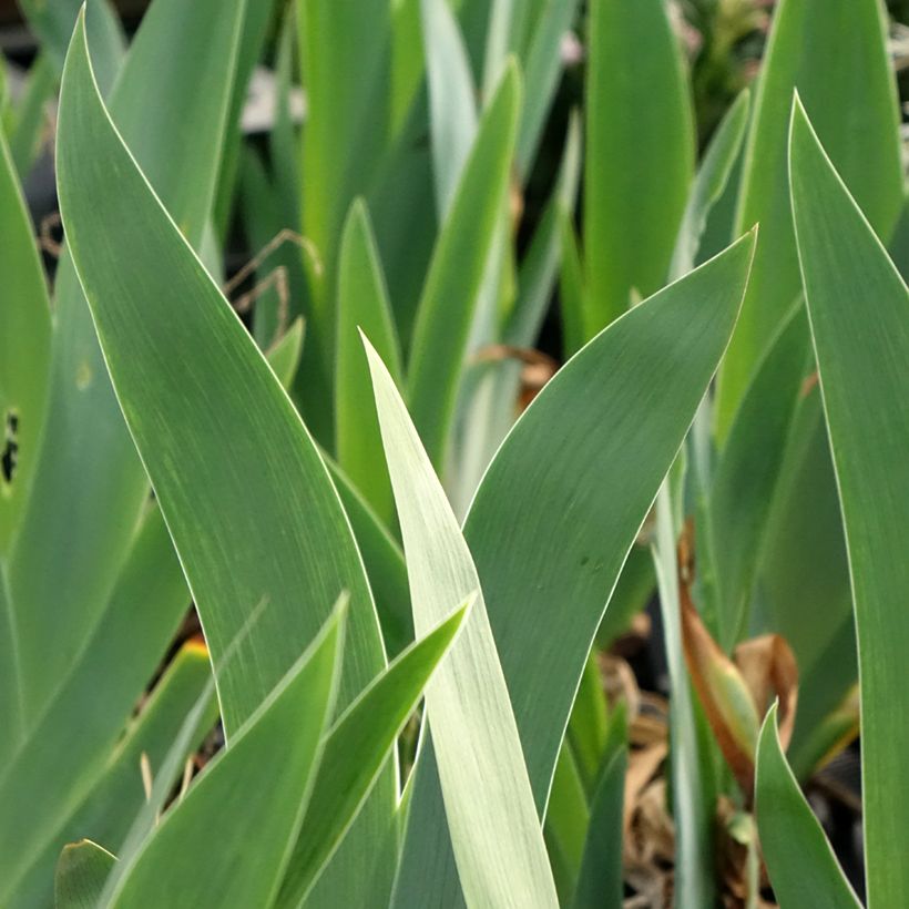 Iris germanica Black Dragon - Baardiris (Blad)
