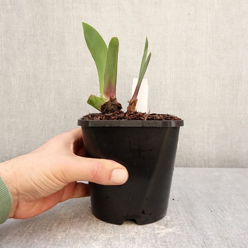 Exemplaar van Iris germanica Black Dragon - Iris des Jardins Pot de 1,5L/2L zoals geleverd in de winter