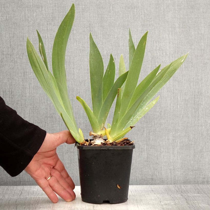 Example of Iris germanica Black Dragon - Iris des Jardins Pot van 1,5 l/2 l as you get in printemps