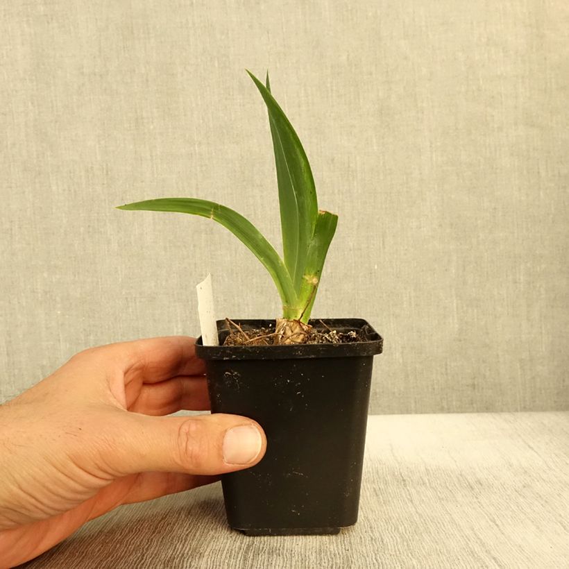 Exemplaar van Iris germanica Black Knight - Iris des jardins Godet de 8/9 cm zoals geleverd in de herfst