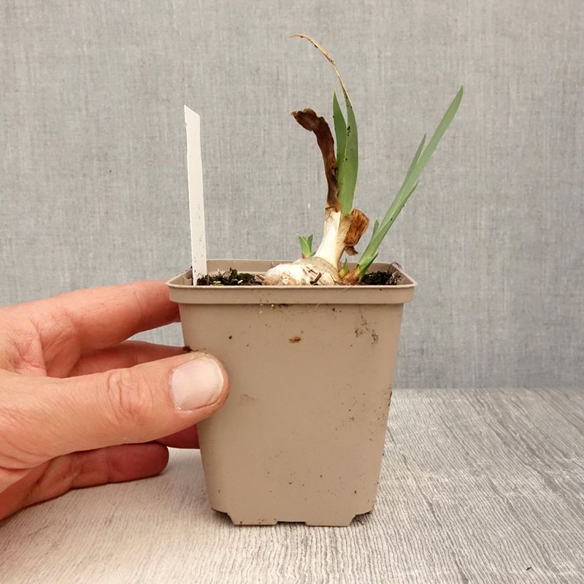 Example of Iris germanica Blessed Again - Iris des Jardins intermédiaire remontant Kweekpotje van 8/9 cm as you get in printemps