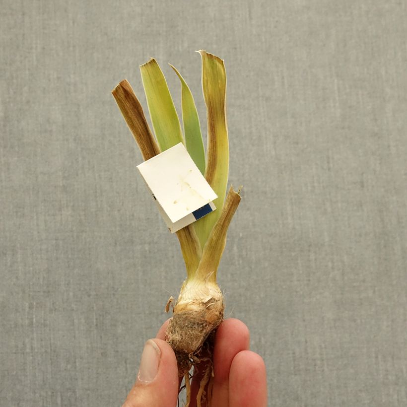 Exemplaar van Iris germanica Blissful - Baardiris Lilliput Wortelstok zoals geleverd in de winter