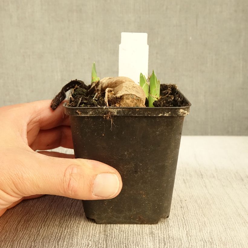 Example of Iris germanica Blue Crusader - Baardiris Kweekpotje van 8/9 cm as you get in automne