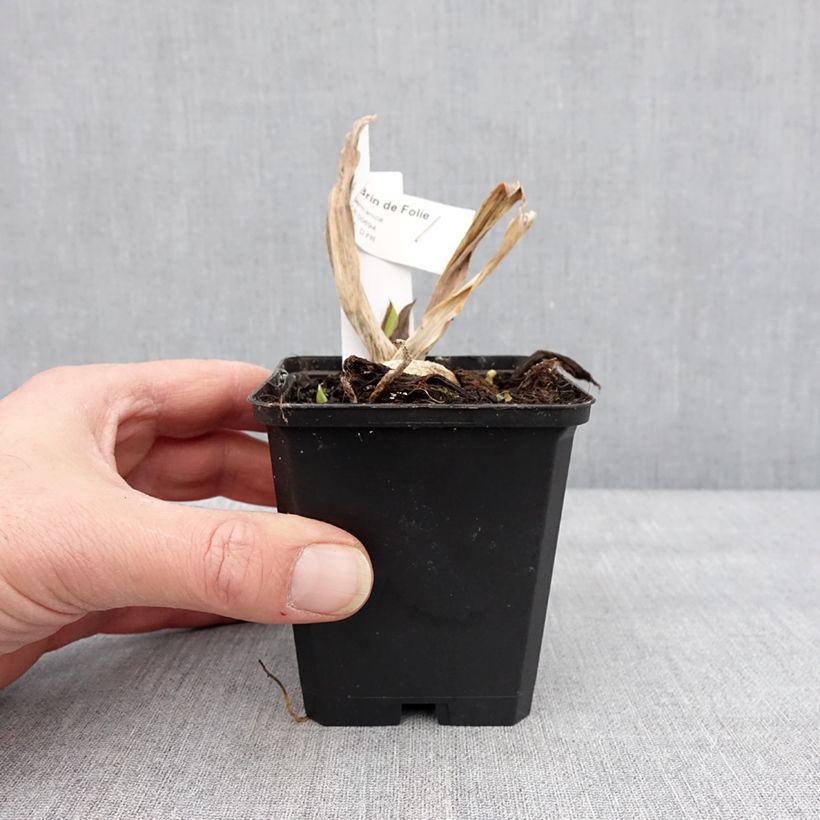 Example of Iris germanica Brin de Folie - Iris des Jardins Kweekpotje van 8/9 cm as you get in hiver