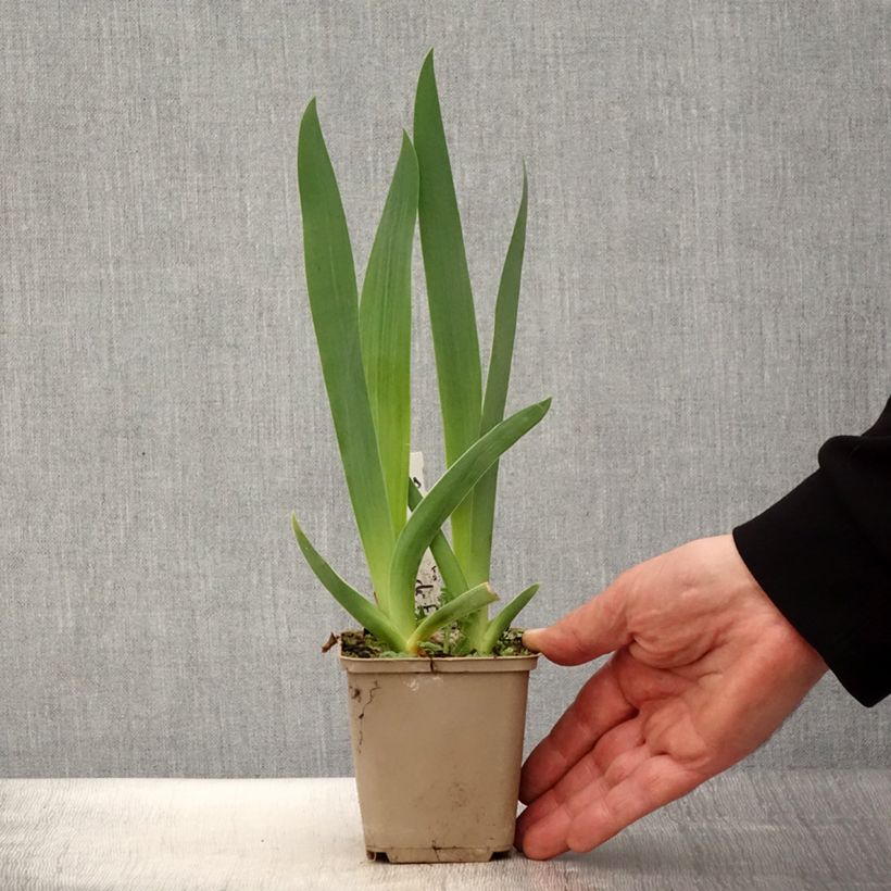 Exemplaar van Iris germanica Brin de Folie - Baardiris Kweekpotje van 8/9 cm zoals geleverd in de lente