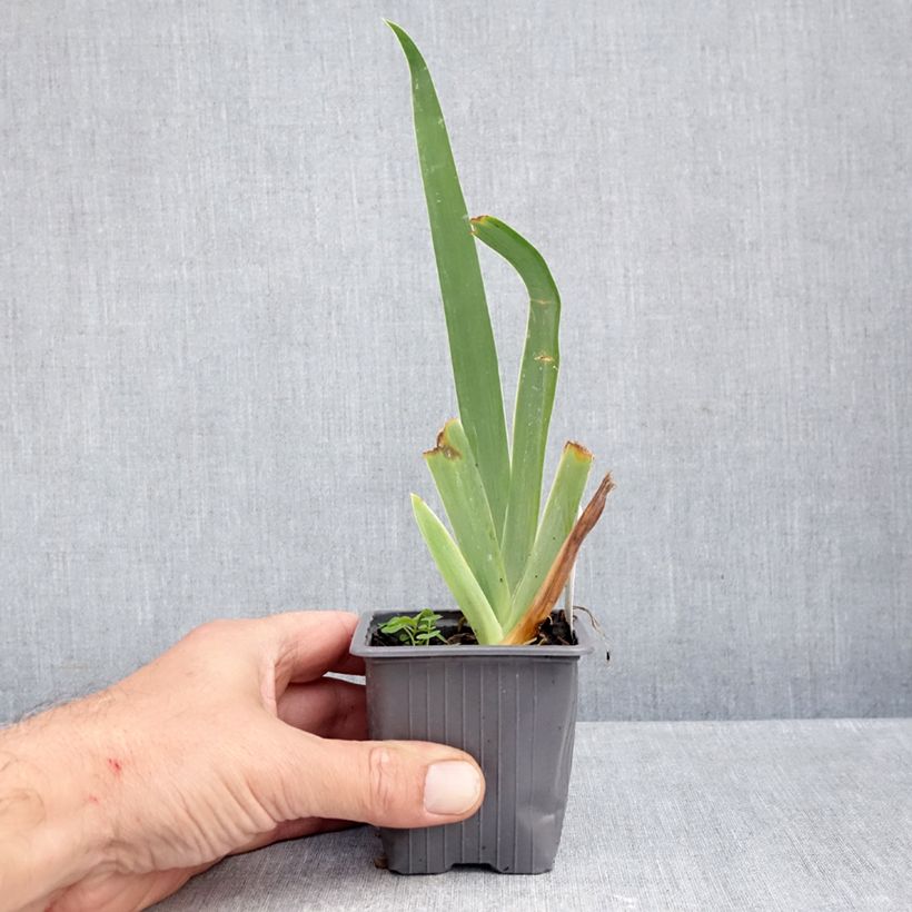 Exemplaar van Iris germanica Buffy - Baardiris Kweekpotje van 8/9 cm zoals geleverd in de herfst