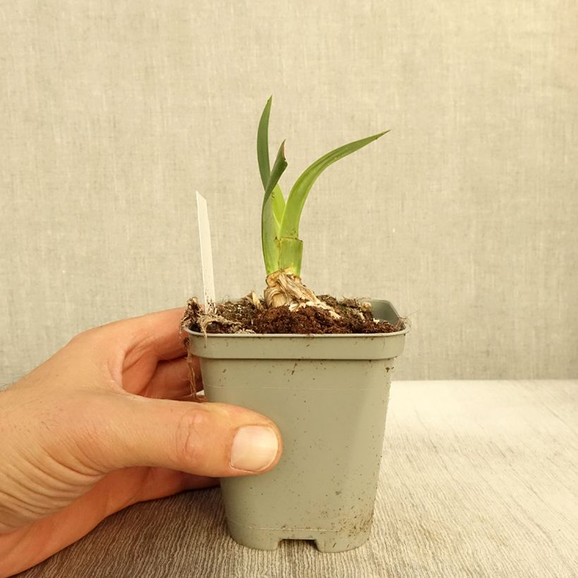 Exemplaar van Iris germanica Bullwinkle - Iris de bordure Godet de 8/9 cm, Calibre 4/6 zoals geleverd in de herfst