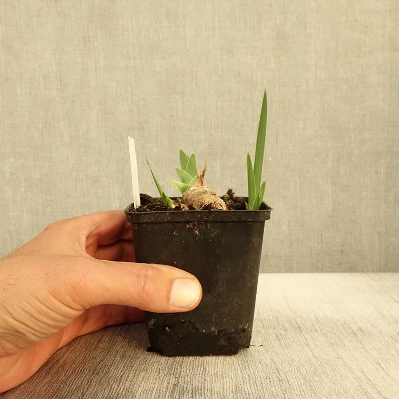 Exemplaar van Iris germanica Burnt Toffee Godet de 8/9 cm zoals geleverd in de herfst