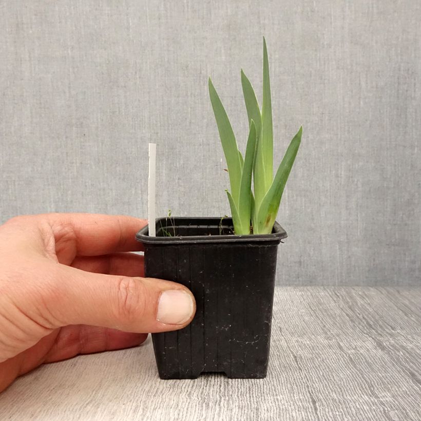Exemplaar van Iris Candy Apple - Baardiris Kweekpotje van 8/9 cm zoals geleverd in de lente