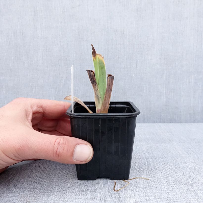 Example of Iris germanica Casino Queen - Iris des Jardins Kweekpotje van 8/9 cm as you get in hiver