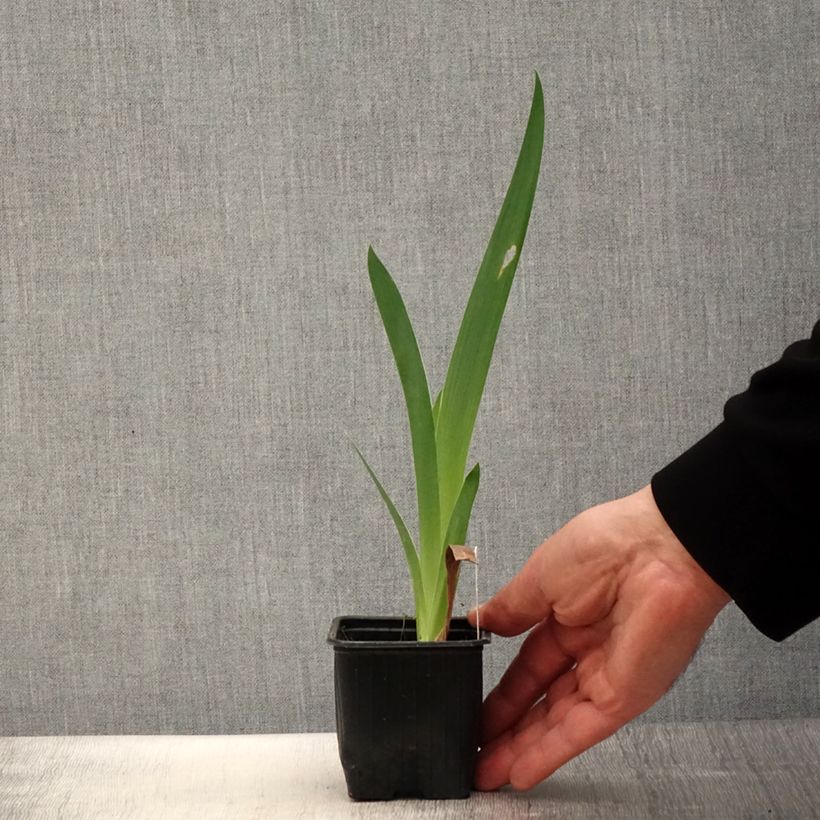 Exemplaar van Iris germanica Casino Queen - Baardiris Kweekpotje van 8/9 cm zoals geleverd in de lente